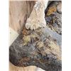 Image 4 : Big Mountain Lion Cougar Full Body Taxidermy Mount