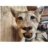 Image 5 : Big Mountain Lion Cougar Full Body Taxidermy Mount