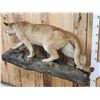 Image 6 : Big Mountain Lion Cougar Full Body Taxidermy Mount