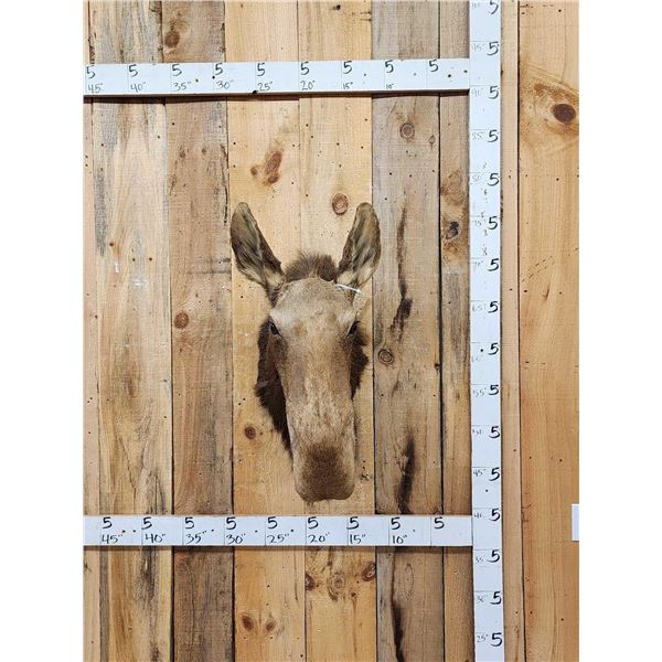 Cow Moose Taxidermy Mount
