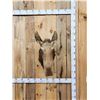 Image 1 : Cow Moose Taxidermy Mount