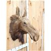 Image 2 : Cow Moose Taxidermy Mount