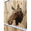 Image 3 : Cow Moose Taxidermy Mount