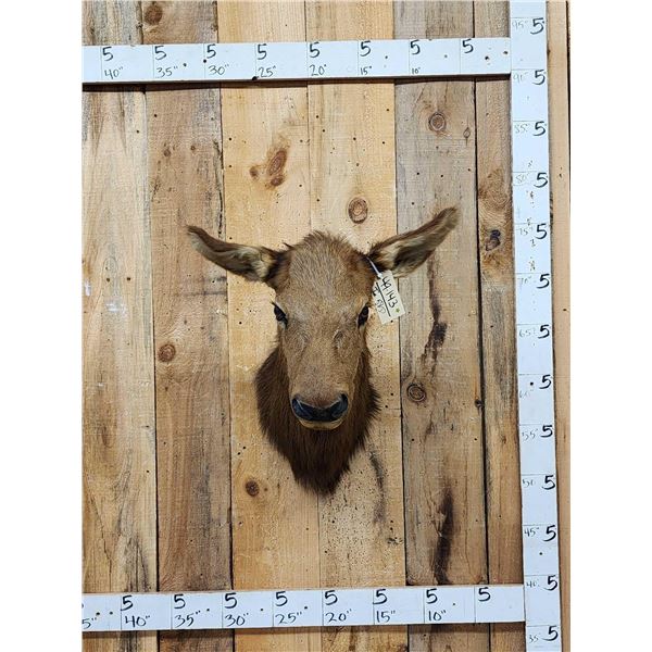 Cow Elk Shoulder Mount Taxidermy