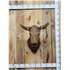 Image 1 : Cow Elk Shoulder Mount Taxidermy