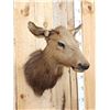 Image 2 : Cow Elk Shoulder Mount Taxidermy