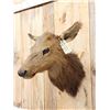 Image 3 : Cow Elk Shoulder Mount Taxidermy