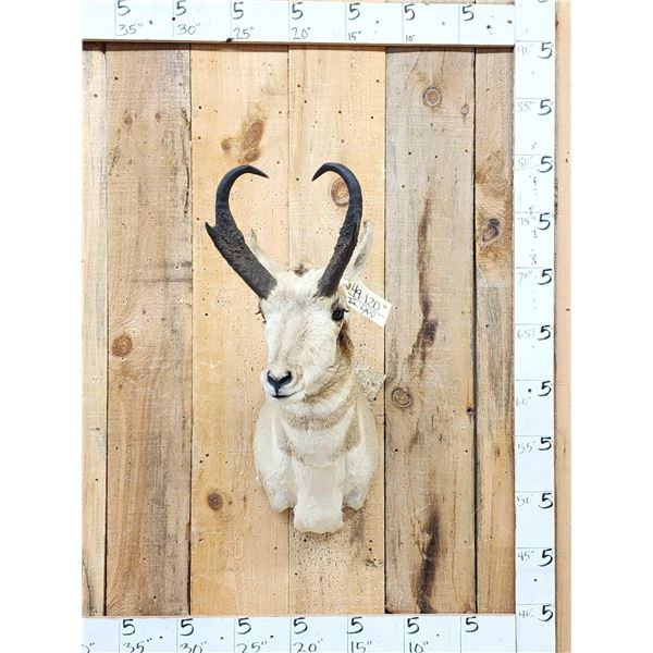 Pronghorn Antelope Shoulder Mount Taxidermy