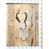Image 1 : Pronghorn Antelope Shoulder Mount Taxidermy