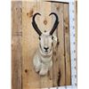 Image 2 : Pronghorn Antelope Shoulder Mount Taxidermy