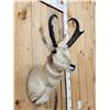 Image 3 : Pronghorn Antelope Shoulder Mount Taxidermy