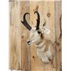 Image 4 : Pronghorn Antelope Shoulder Mount Taxidermy