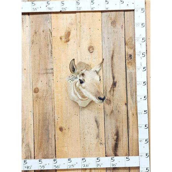 Female Pronghorn Antelope Shoulder Mount Taxidermy