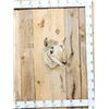 Image 1 : Female Pronghorn Antelope Shoulder Mount Taxidermy