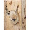 Image 2 : Female Pronghorn Antelope Shoulder Mount Taxidermy