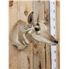 Image 3 : Female Pronghorn Antelope Shoulder Mount Taxidermy