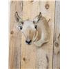 Image 4 : Female Pronghorn Antelope Shoulder Mount Taxidermy