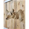 Image 5 : Female Pronghorn Antelope Shoulder Mount Taxidermy