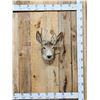 Image 1 : Freak Nontypical Mule Deer In Velvet Taxidermy Mount