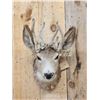 Image 2 : Freak Nontypical Mule Deer In Velvet Taxidermy Mount