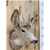 Image 3 : Freak Nontypical Mule Deer In Velvet Taxidermy Mount