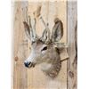 Image 4 : Freak Nontypical Mule Deer In Velvet Taxidermy Mount