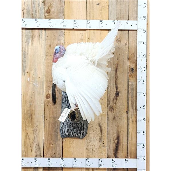 Fairly Rare Melanistic White Turkey In Full Strut Bird Taxidermy