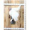 Image 1 : Fairly Rare Melanistic White Turkey In Full Strut Bird Taxidermy