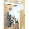 Image 2 : Fairly Rare Melanistic White Turkey In Full Strut Bird Taxidermy