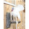 Image 3 : Fairly Rare Melanistic White Turkey In Full Strut Bird Taxidermy