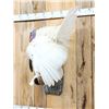 Image 4 : Fairly Rare Melanistic White Turkey In Full Strut Bird Taxidermy