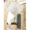 Image 5 : Fairly Rare Melanistic White Turkey In Full Strut Bird Taxidermy