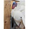 Image 6 : Fairly Rare Melanistic White Turkey In Full Strut Bird Taxidermy