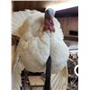 Image 7 : Fairly Rare Melanistic White Turkey In Full Strut Bird Taxidermy