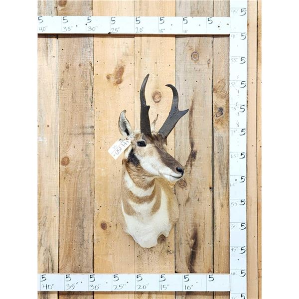 Pronghorn Antelope Shoulder Mount Taxidermy
