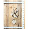 Image 1 : Pronghorn Antelope Shoulder Mount Taxidermy
