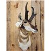 Image 2 : Pronghorn Antelope Shoulder Mount Taxidermy