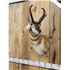 Image 3 : Pronghorn Antelope Shoulder Mount Taxidermy