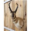 Image 4 : Pronghorn Antelope Shoulder Mount Taxidermy