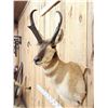 Image 5 : Pronghorn Antelope Shoulder Mount Taxidermy