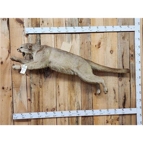 Leaping Mountain Loin Full Body Taxidermy Mount