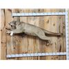 Image 1 : Leaping Mountain Loin Full Body Taxidermy Mount