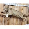 Image 2 : Leaping Mountain Loin Full Body Taxidermy Mount