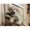 Image 3 : Leaping Mountain Loin Full Body Taxidermy Mount