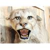 Image 4 : Leaping Mountain Loin Full Body Taxidermy Mount