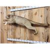 Image 5 : Leaping Mountain Loin Full Body Taxidermy Mount
