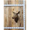 Image 1 : Cow Elk Shoulder Mount Taxidermy
