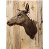 Image 2 : Cow Elk Shoulder Mount Taxidermy