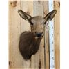 Image 3 : Cow Elk Shoulder Mount Taxidermy