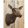 Image 4 : Cow Elk Shoulder Mount Taxidermy